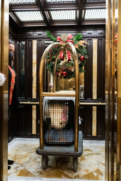 The Presidential Turkeys arrive at The Willard Hotel in Washington