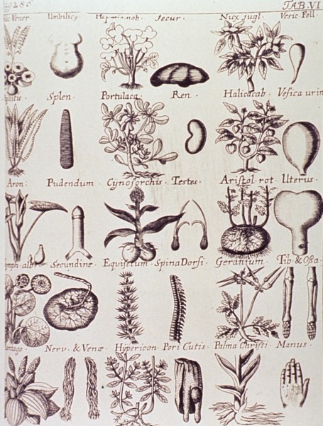 Plants of medicinal value to particular human body parts