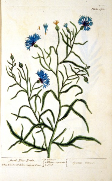 Small blue-bottle / Cyanus minor