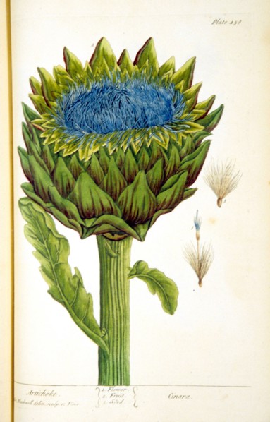 Artichoke: Cinara
