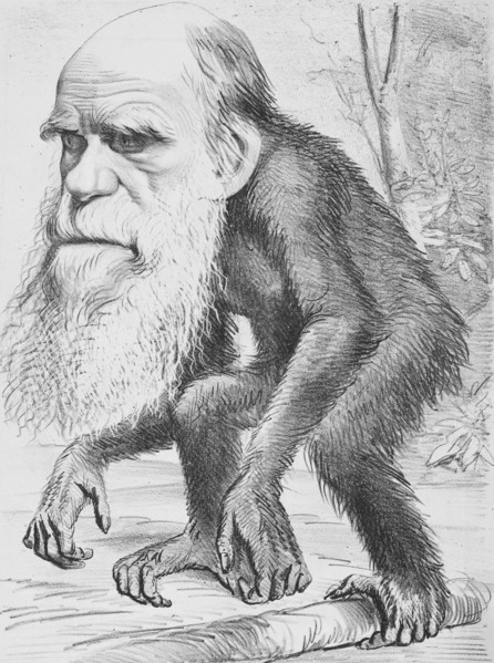 A Venerable Orang-outang'