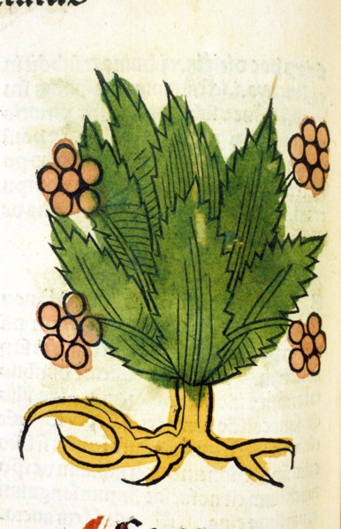Saliunca ca. 1491