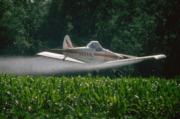 Crop dusting plane spraying a field of corn