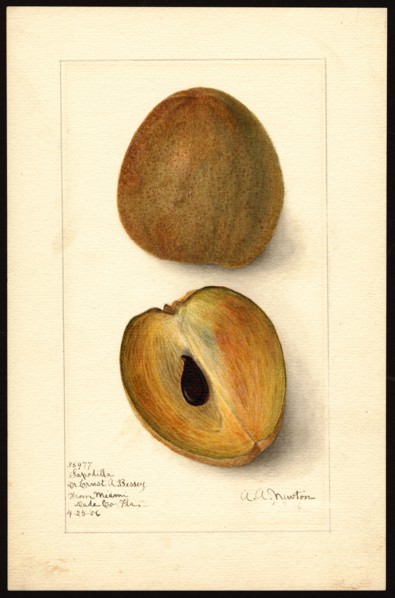 Watercolor Image of sapodillas (scientific name: Manilkara zapota), with this specimen originating in Miami, Dade County, Florida ca. 8 May 1906