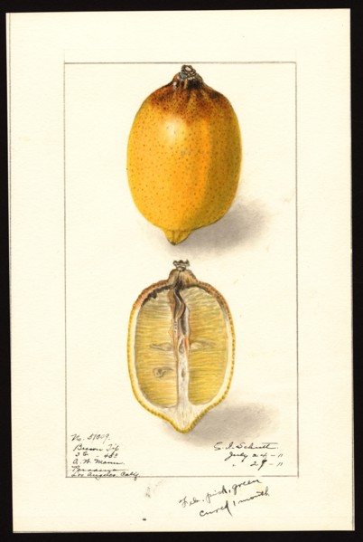 Watercolor Image of lemons (scientific name: Citrus limon), with this specimen originating in Pasadena, Los Angeles County, California ca. 27 July 1911