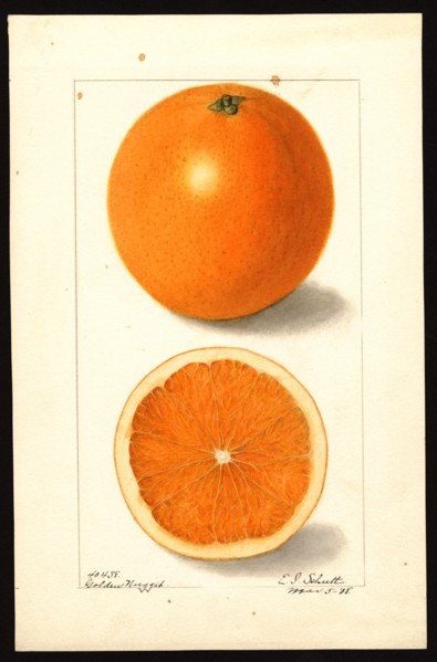 Watercolor Image of the Golden Nugget variety of oranges (scientific name: Citrus sinensis) ca. 1908