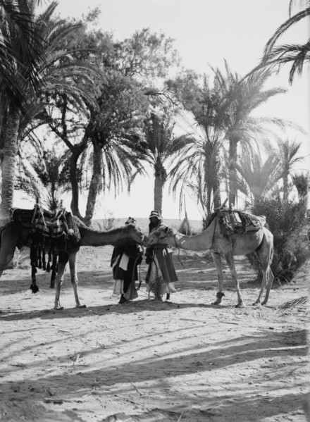 Men with camels saluting at an oasis in the desert ca. 1900