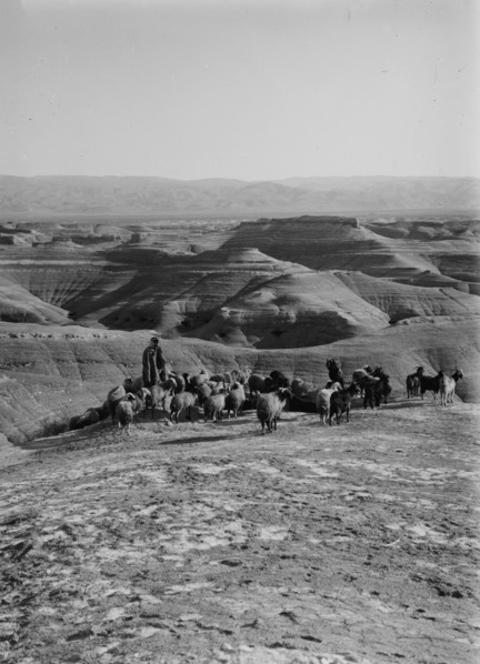 Shepherd with his flock of sheep in middle east ca. 1900