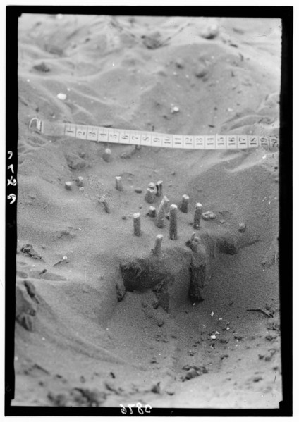 During the locust plagues in Palestine, here is seen a group of egg tubes which have been exposed by shifting sands ca. 1930