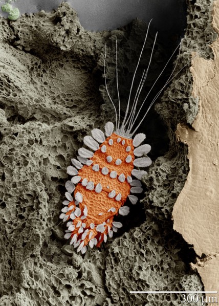 Tuckerella sp. The Peacock mite, a beautiful but important pest on citrus in the tropics, shown here on a tea stem. Magnified 260X (with a low-temp scanning electron microscope) ca. Taken on 22 March ...