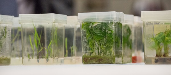 Close up of plant tissue cultures being grown in a lab