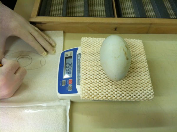 Worker taking a weight measurment of a California Condor egg ca. 27 February 2013