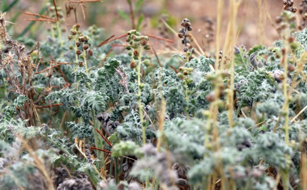 San Diego ambrosia (Ambrosia pumila) is a perennial herb that primarily inhabits grasslands and drainages in a small segment of San Diego County. It is listed as endangered under the Endangered Specie...