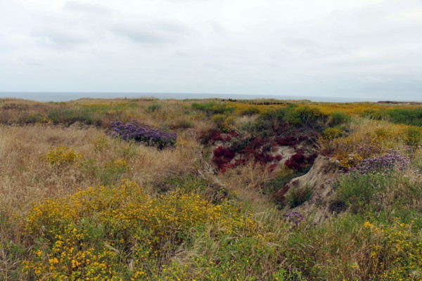 Vernal pool restoration site at Camp Pendleton ca. 7 June 2017