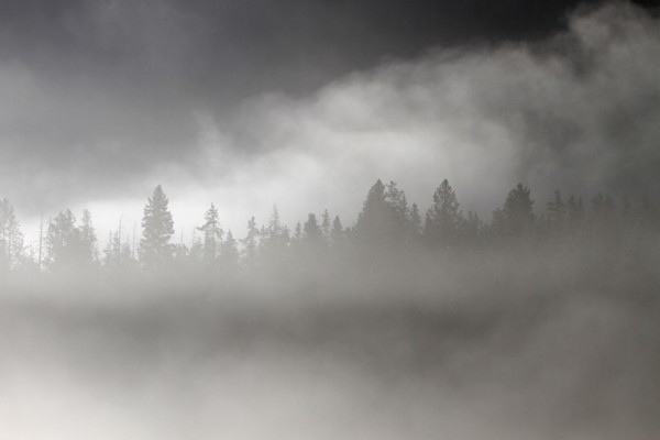 Conifer trees silhouetted in morning fog at Pebble Creek in Yellowstone National Park; Date:  13 June 2015