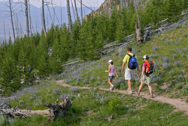 A man, woman and a girl are walking on a hiking trail towards a young forest with purple flowers near trail. Hikers on Bunsen Peak Trail in Yellowstone National Park; Date: 1 August 2008