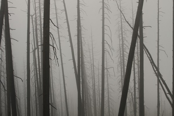 Looking through dead tree trunks at only fog. Foggy night on Mt. Washburn in Yellowstone National Park; Date:  4 August 2014