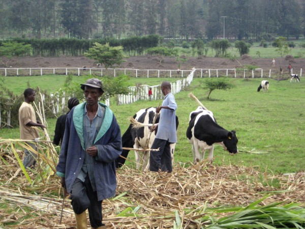 Rwanda Dairy Farmers and Holstein Cows in a field