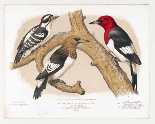 1874 Nature Print