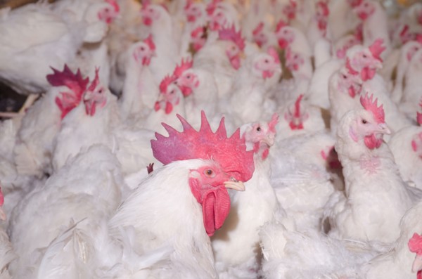 2015 USDA visit to Seldom Rest Farms