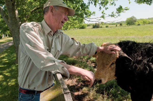 A farmer pets one of his white faced cows