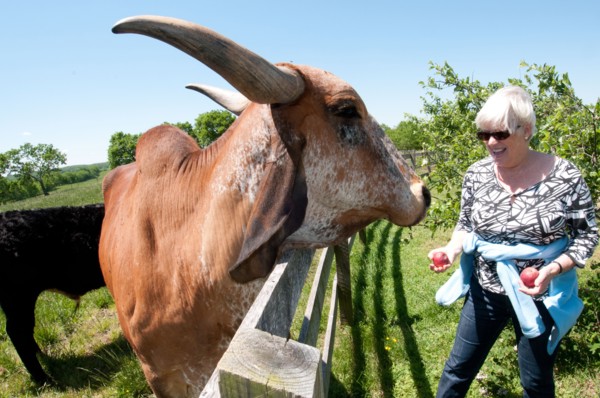 A woman farm owner poses for a photo with her pet Brahma cow