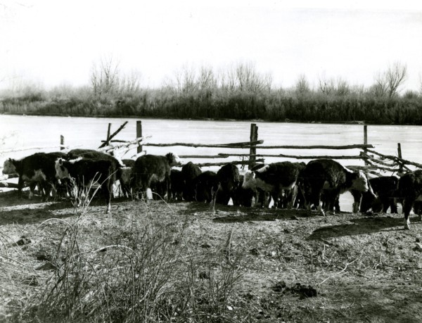 Cattle at Fence Near River ca 1948