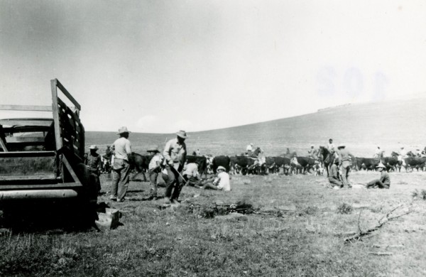 Cattle Branding 1936