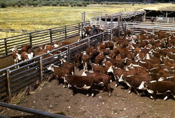 Cattle in corral waiting to be weighed before being trailed to railroad