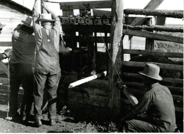 Cowboys Branding Cattle 1936