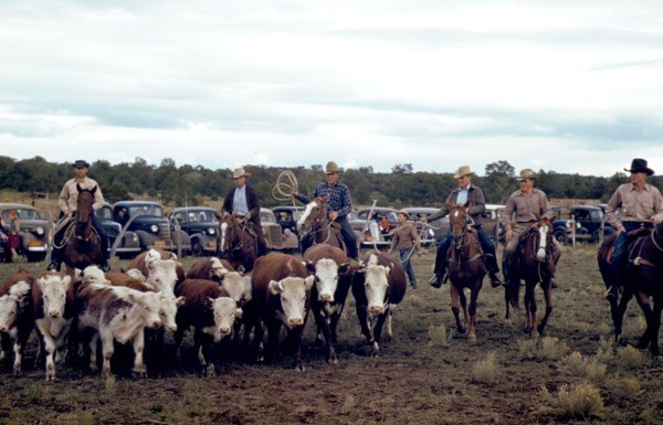 Driving calves into the corral for roping at the rodeo of small town New Mexico Fair October 1940