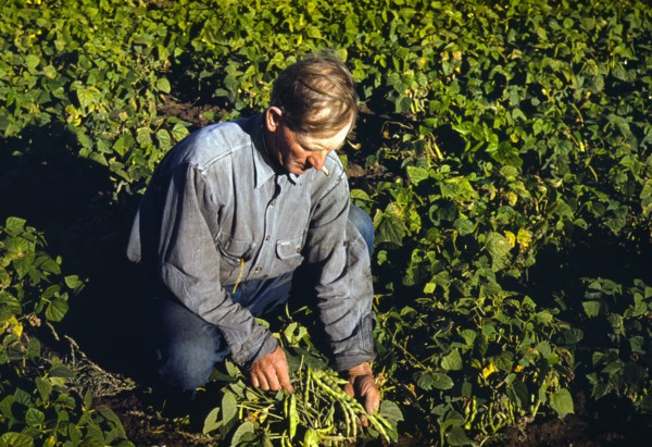 Farmer turning up his beans