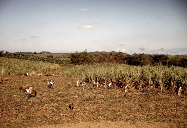 Farmers and laborers harvesting sugar cane cooperatively on a farm