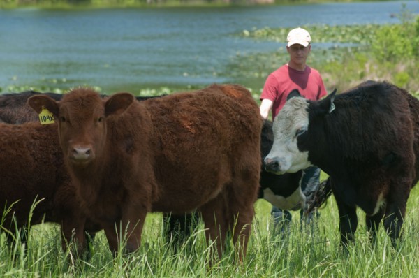 Grass-fed cattle graze on a farm