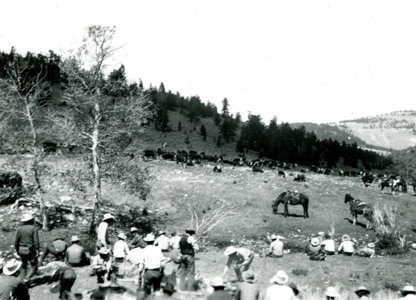 Group of People and Cattle ca 1947