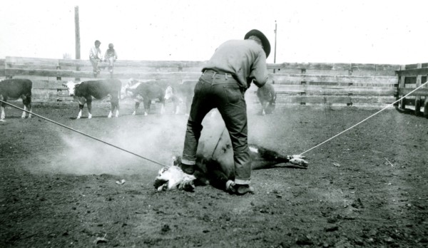 Man Branding Bound Cattle 1936