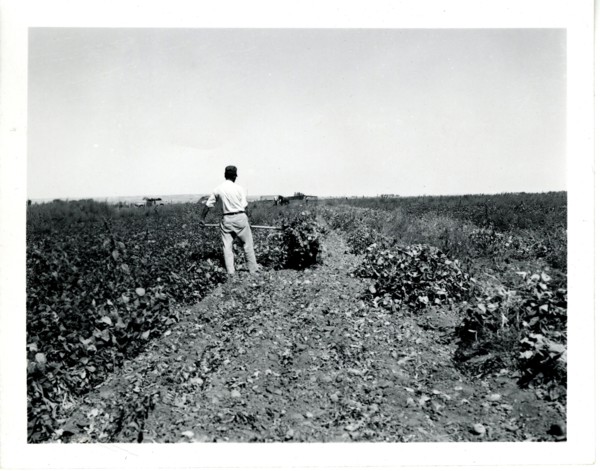 Man Working in Field ca 1948