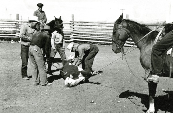 Men Branding Bound Cattle ca 1936