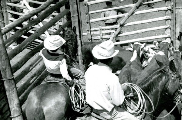 Men on Horses with Cattle ca 1938
