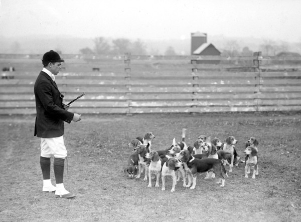 Raymond Belmont at the National Beagle Club of America
