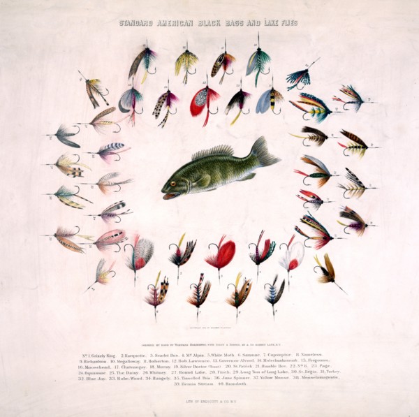 Standard American black bass and lake flies