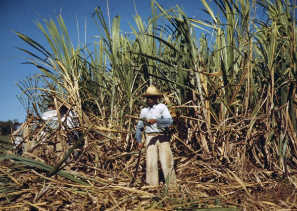 Sugar cane worker in the rich field