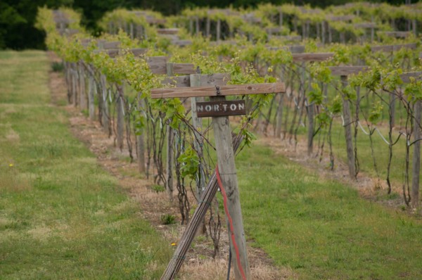 USDA visit to Cooper Vineyards in Louisia