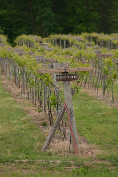 USDA visit to Cooper Vineyards in Louisia