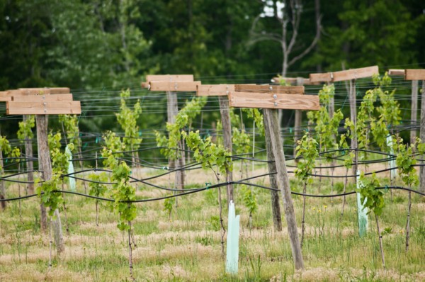 USDA visit to Cooper Vineyards in Louisia
