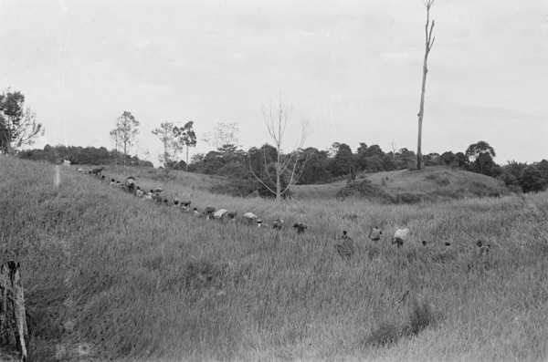 1947 - The rice fields carry the rice harvest to the village in Indonesia, Dutch East Indies