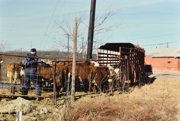 Gathering cattle that had broken free from their pasture in Irving, TX in 1996 or 1997