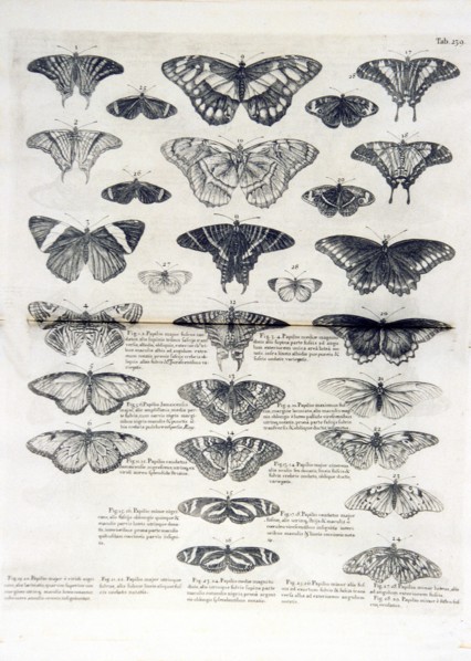 Butterflies illustrations (1707-1725 ca.)