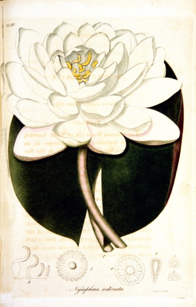 Nymphaea odorata ca. 1820