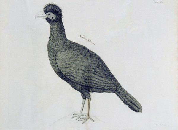 Gallus indicus ca. 1707-1725